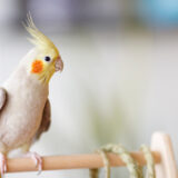 鳥類はペットホテルに預けられる？費用や注意点も解説