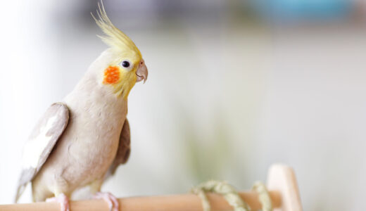 鳥類はペットホテルに預けられる？費用や注意点も解説