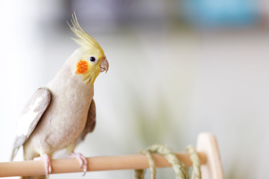 鳥類はペットホテルに預けられる？費用や注意点も解説