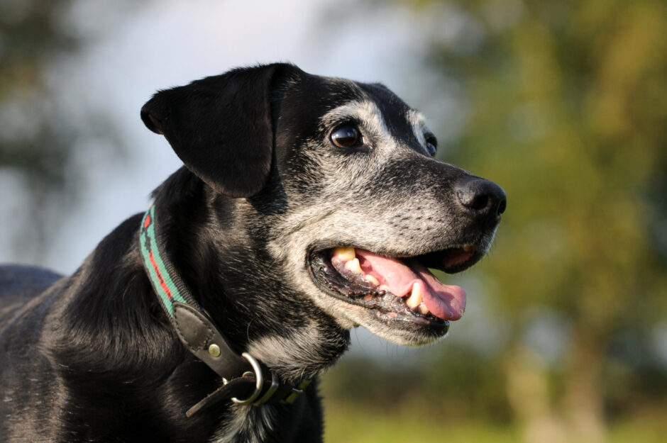 犬のしつけ教室で本気噛みは直せる？甘噛みとの違いやトレーニングの内容を解説します