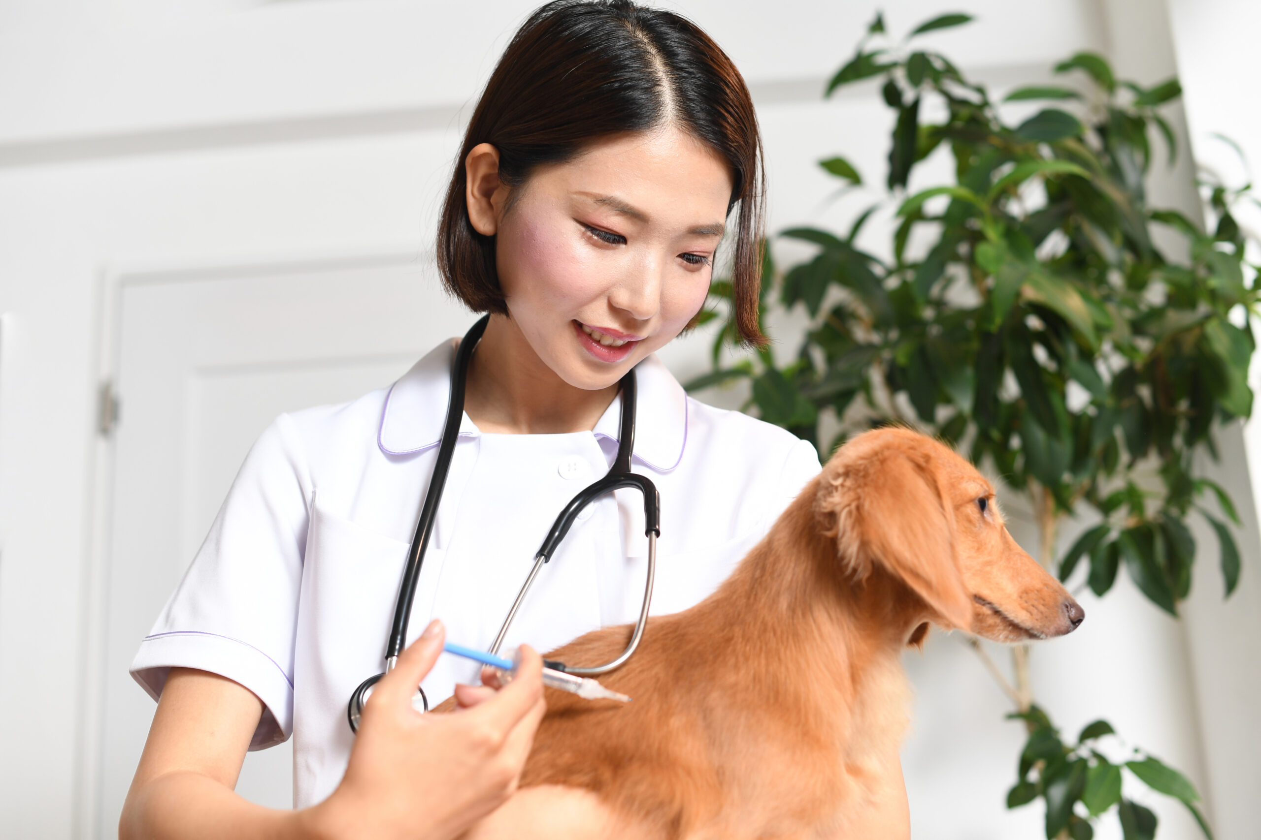 犬のヘルニアの原因と症状