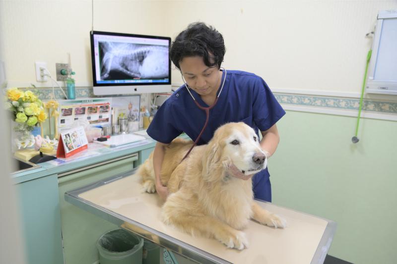 大田中央動物病院