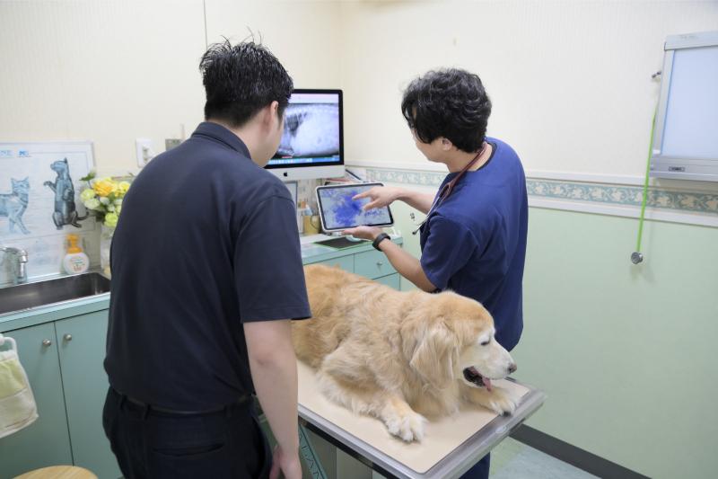 大田中央動物病院