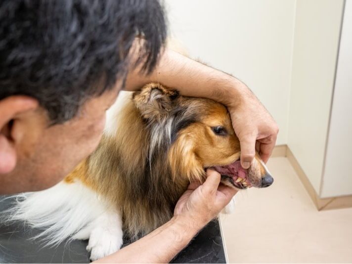 知多愛犬病院