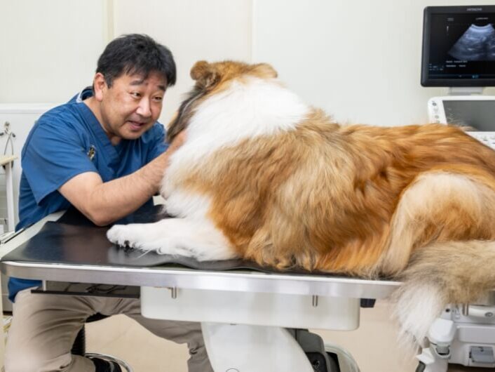 知多愛犬病院