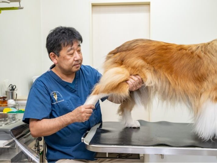知多愛犬病院