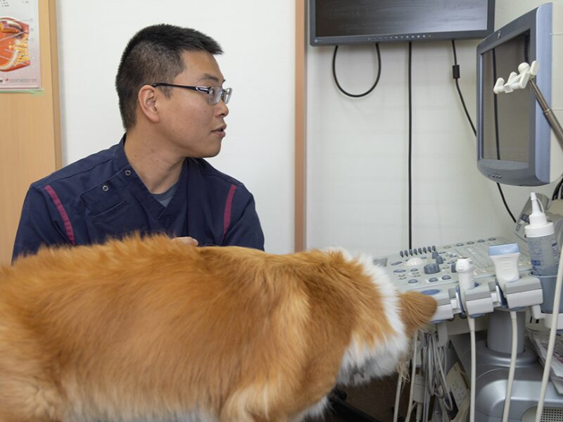 ハーモニー動物病院