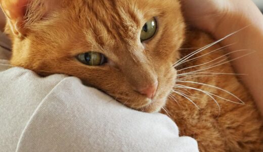 猫風邪の原因や症状、感染経路と予防のポイントを解説