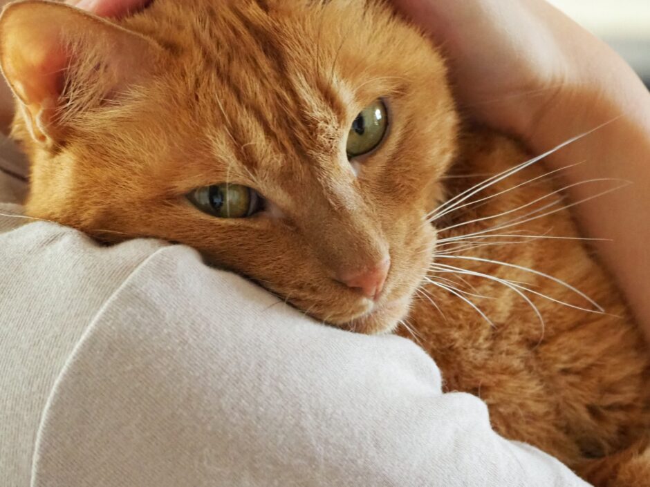 猫風邪の原因や症状、感染経路と予防のポイントを解説