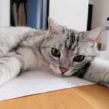猫の肛門腺破裂はなぜ起きる？原因や症状、動物病院での治療方法、予防策を解説