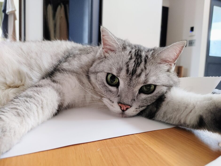 猫の肛門腺破裂はなぜ起きる？原因や症状、動物病院での治療方法、予防策を解説