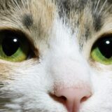 猫の瞳孔が開くのはなぜ？考えられる原因や瞳孔異常の際の対処方法を解説