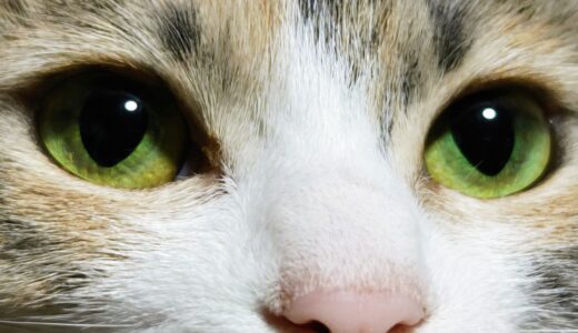 猫の瞳孔が開くのはなぜ？考えられる原因や瞳孔異常の際の対処方法を解説