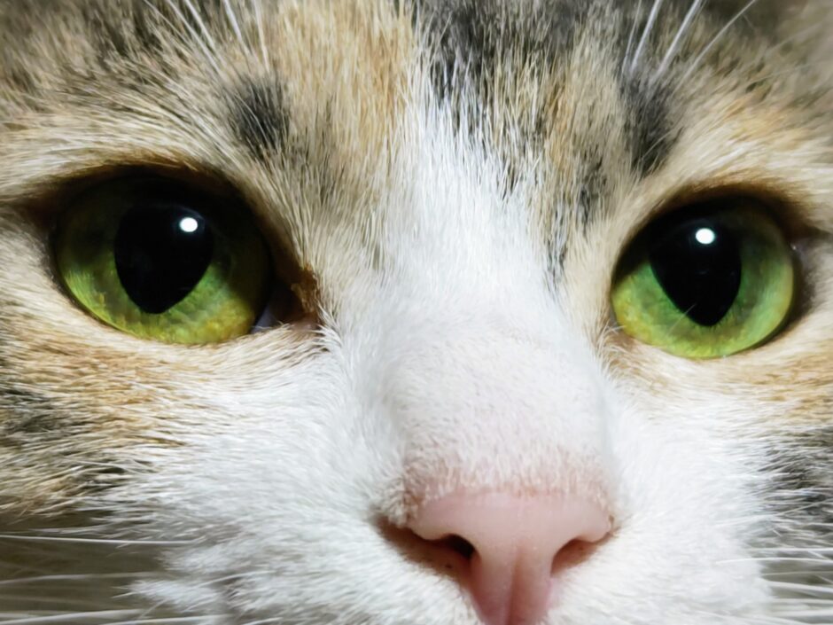 猫の瞳孔が開くのはなぜ？考えられる原因や瞳孔異常の際の対処方法を解説