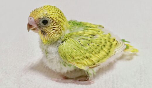 インコのペットホテル利用｜ペットホテルの選び方や必要な準備、利用する際の注意点を解説