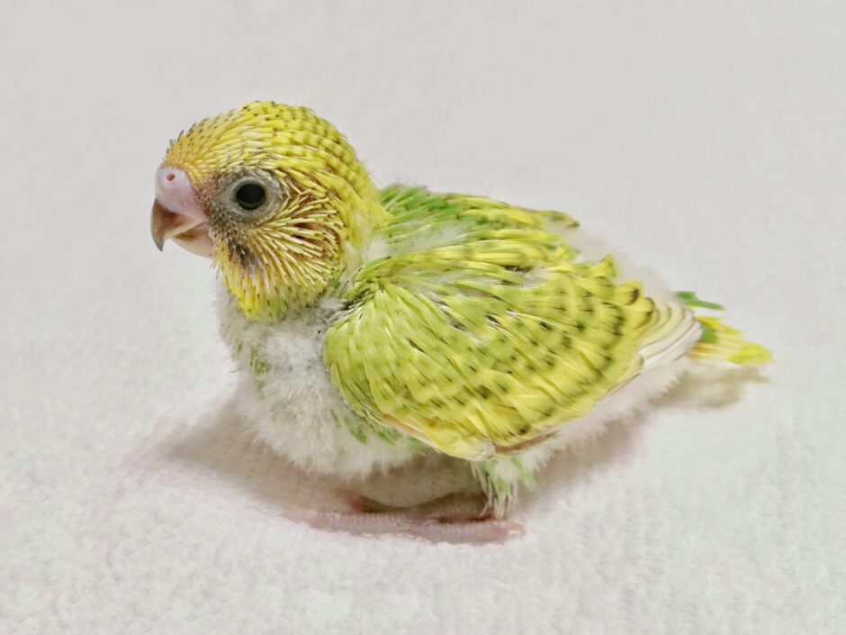 インコのペットホテル利用｜ペットホテルの選び方や必要な準備、利用する際の注意点を解説
