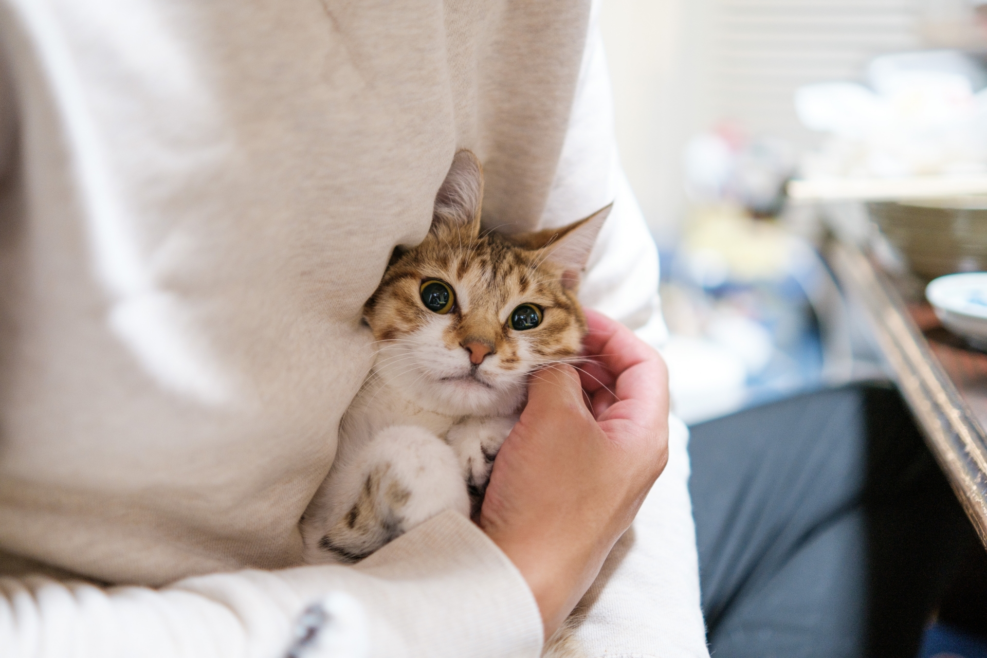 飼い主さんが心がけるべきケア