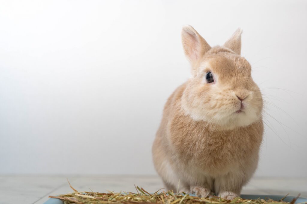 うさぎが下痢をする原因と動物病院を受診する目安