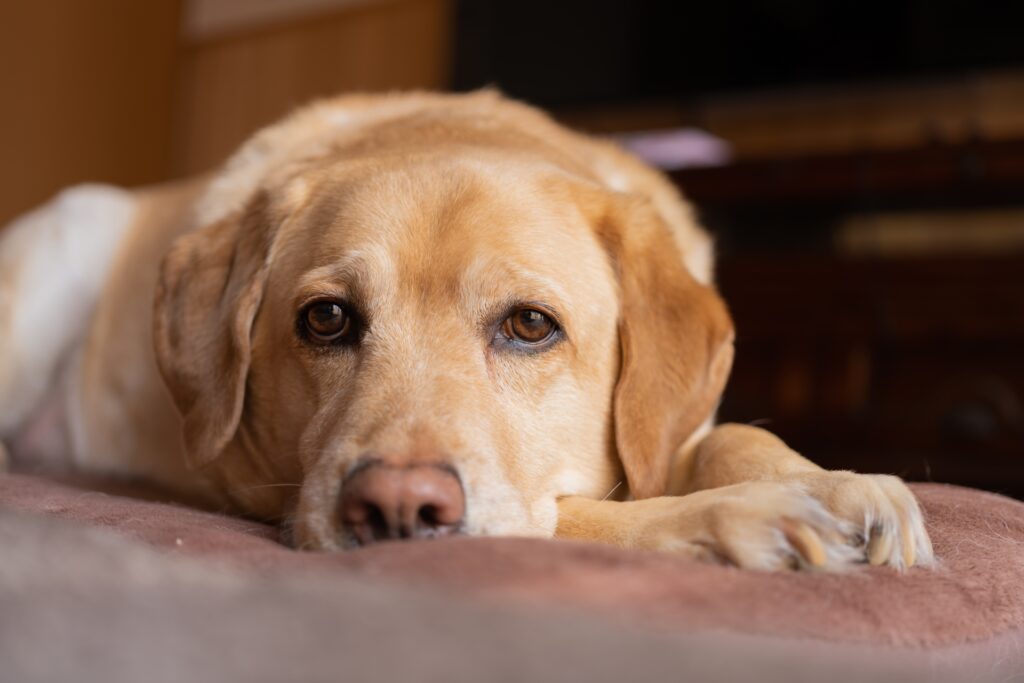 大型犬がしつけ教室で学ぶ基本のしつけ