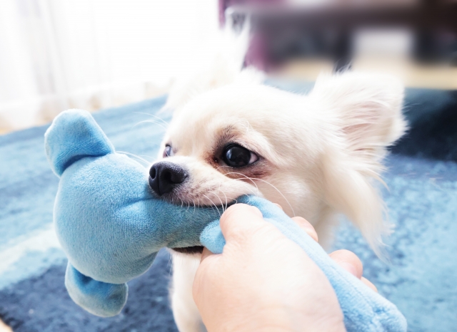 犬の噛み癖は3種類