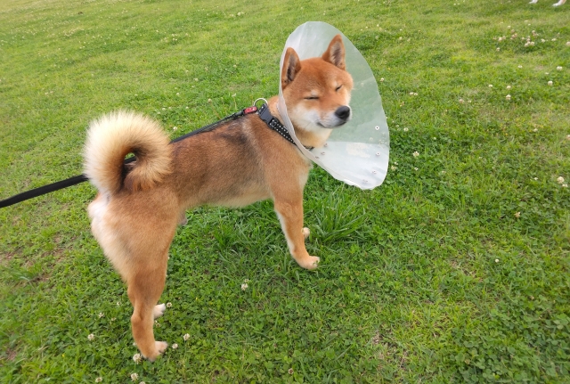 犬の皮膚が黒い場合にできる対策
