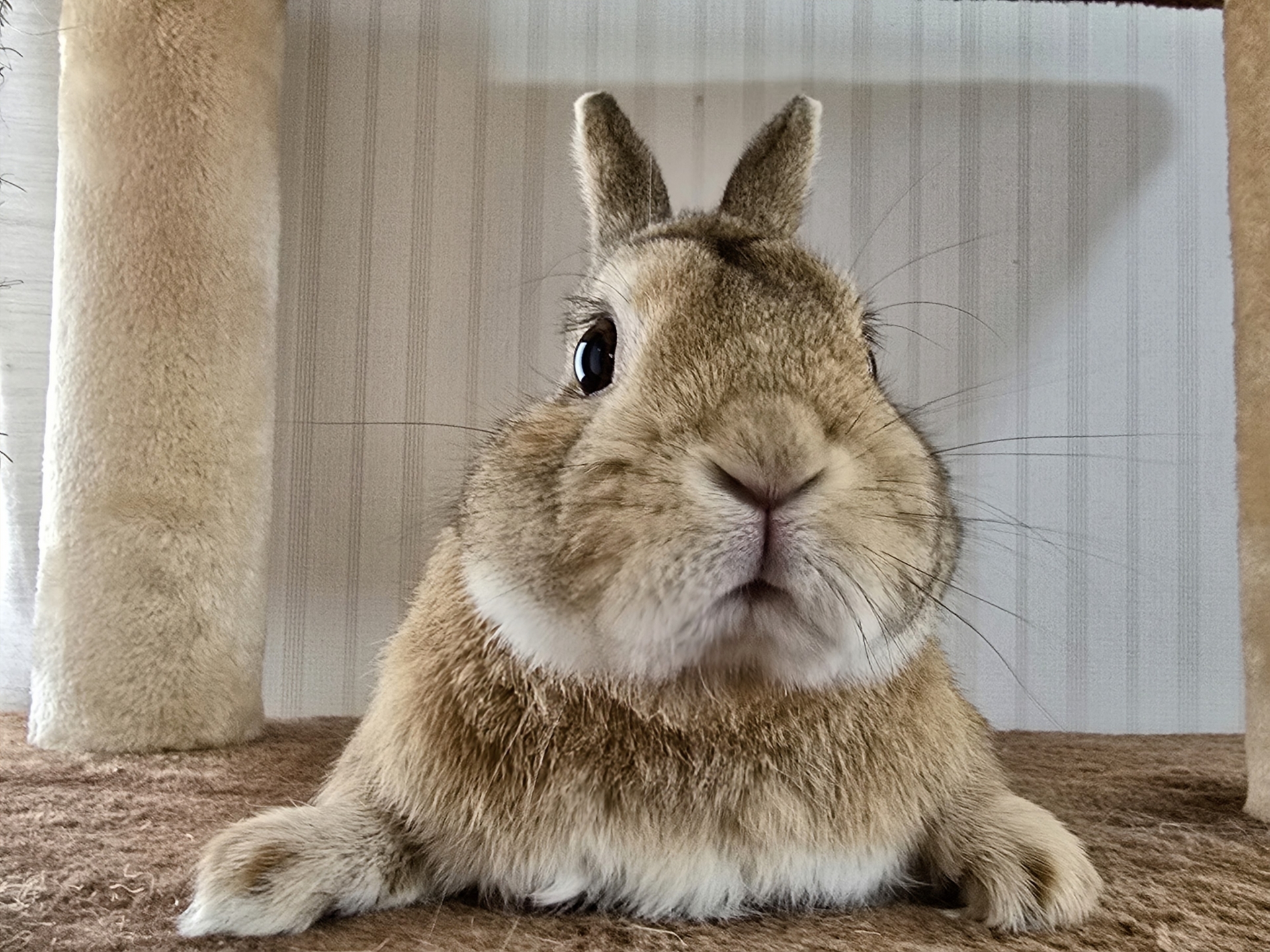 かわいいうさぎ