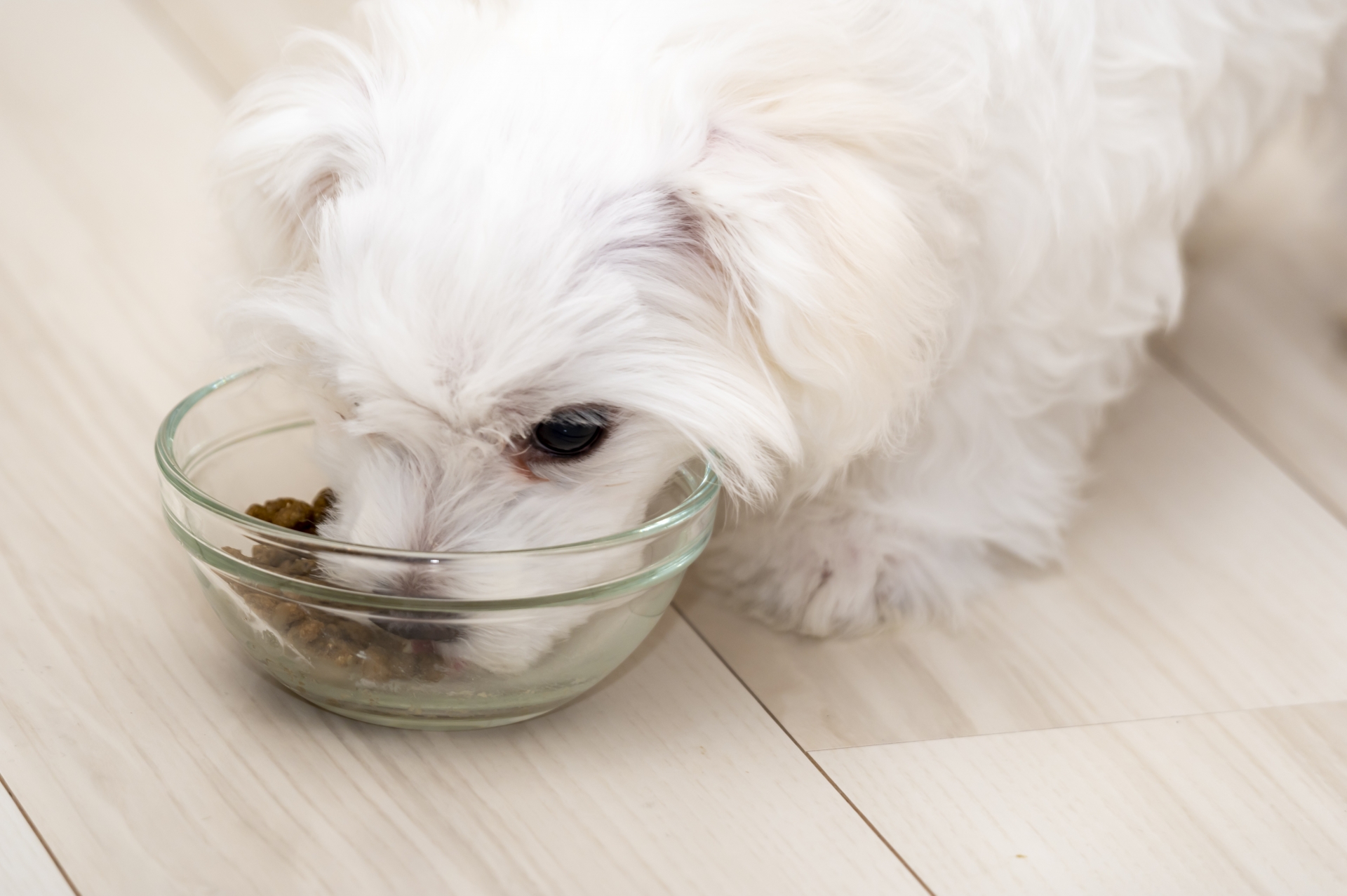 心臓病の犬の食事について