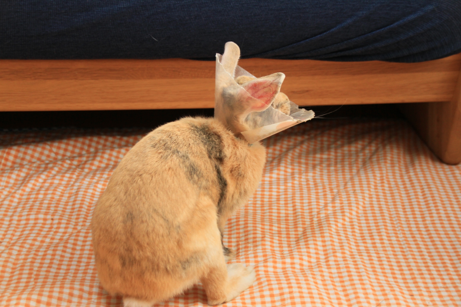 うさぎ