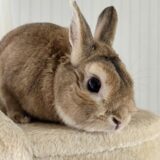 動物病院でのうさぎの皮膚病の診療｜原因や治療法、予防法についても解説