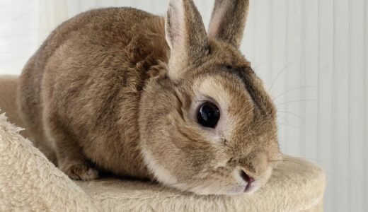 動物病院でのうさぎの皮膚病の診療｜原因や治療法、予防法についても解説