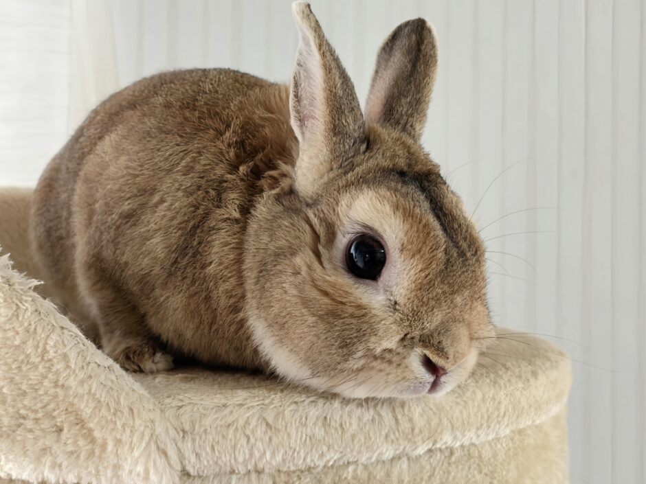 動物病院でのうさぎの皮膚病の診療｜原因や治療法、予防法についても解説