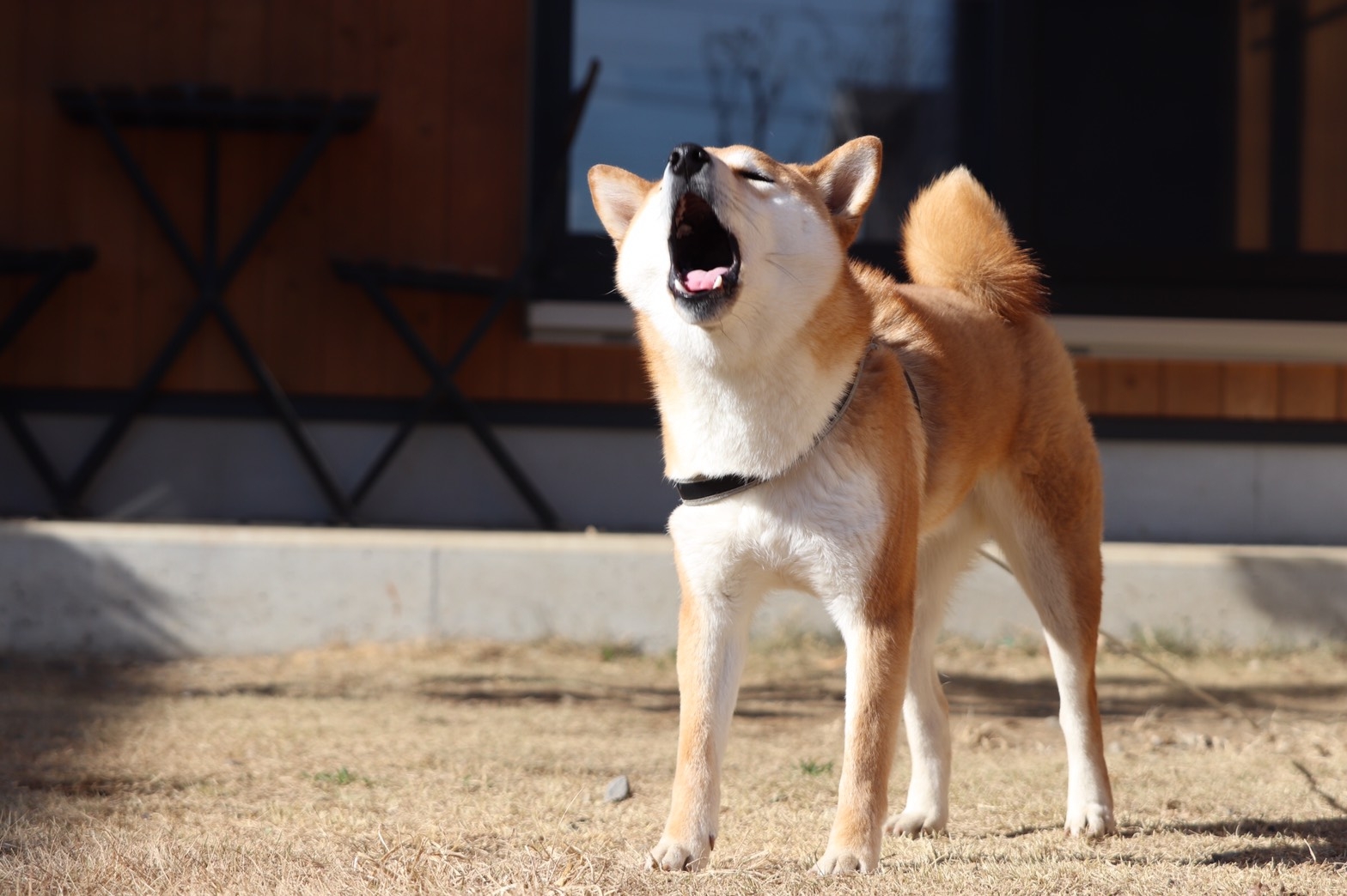 柴犬 吠える