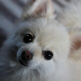 犬が自分の足を噛むのはなぜ？原因や放置するリスク、対処方法を解説