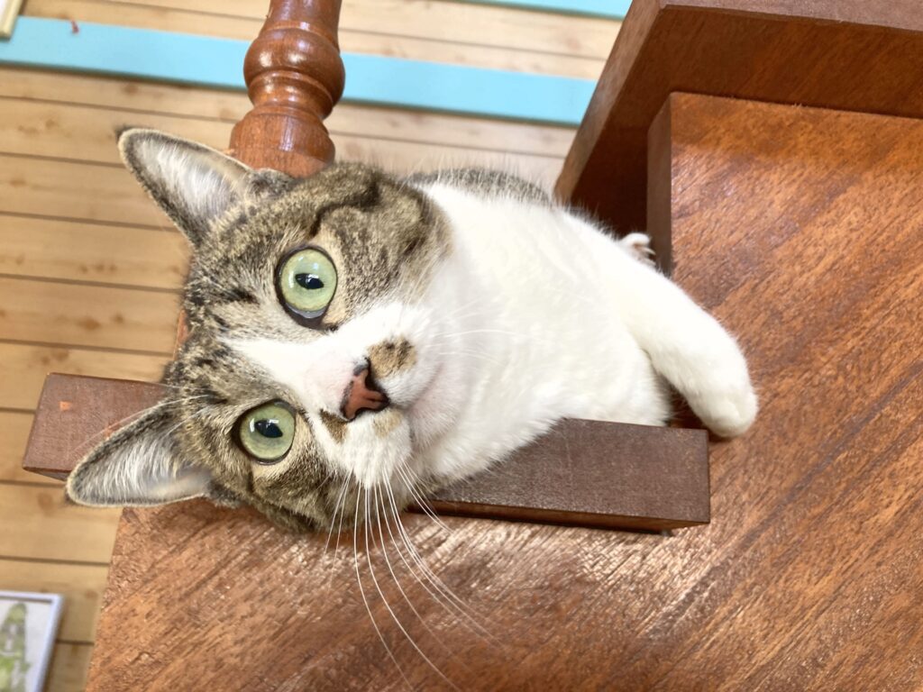 猫の瞳孔が開く仕組み