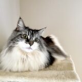 長毛種の猫はトリミングが必要？必要性や適切な頻度、ケアする際の注意点を解説