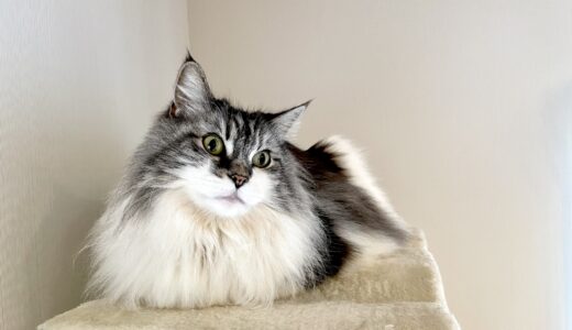 長毛種の猫はトリミングが必要？必要性や適切な頻度、ケアする際の注意点を解説