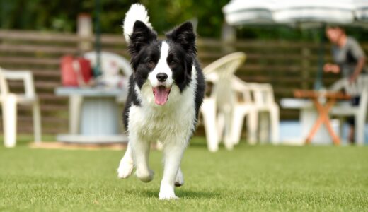 ボーダーコリーをしつけ教室に通わせるメリットは？しつけ教室の選び方、しつけのポイントを解説