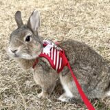 うさぎが下痢を起こす原因とは？動物病院を受診する目安や予防方法を解説
