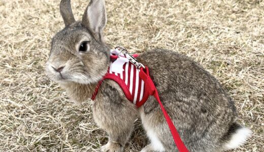 うさぎが下痢を起こす原因とは？動物病院を受診する目安や予防方法を解説