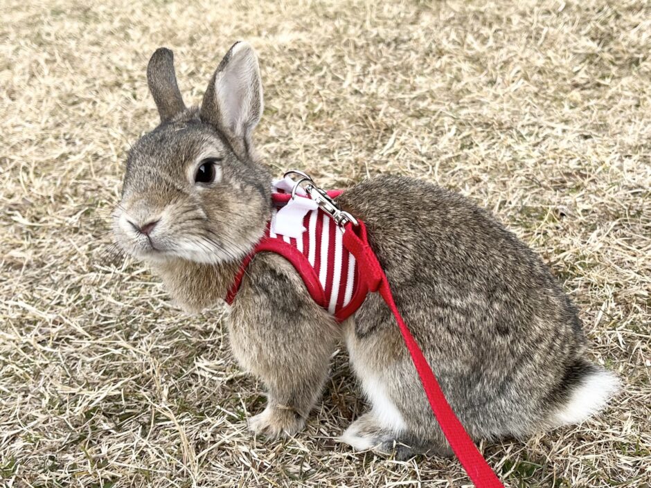 うさぎが下痢を起こす原因とは？動物病院を受診する目安や予防方法を解説