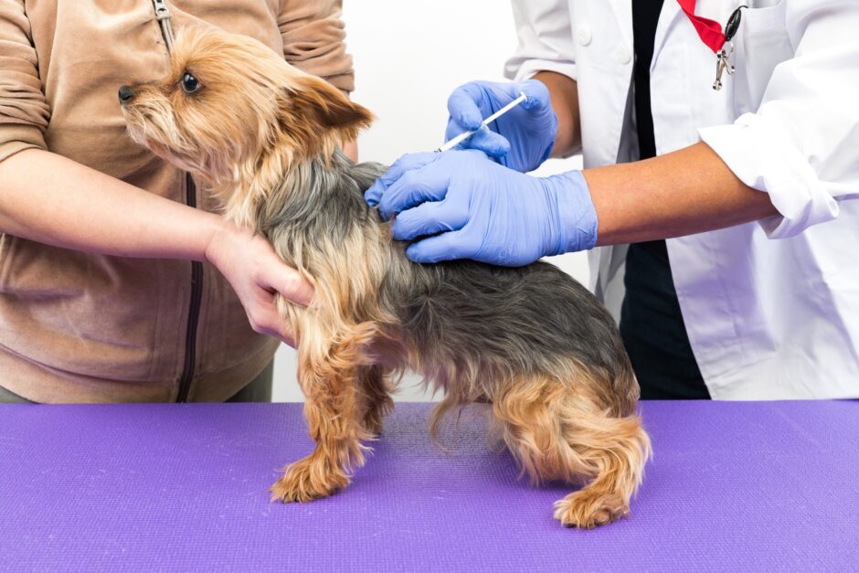 ペットのワクチンはいつから打てる？動物病院でのワクチン接種時期や種類、注意点を解説