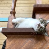 猫専用ペットホテルはどう選ぶ？メリットや選び方のポイント、料金相場などを解説