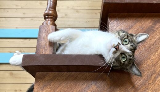 猫専用ペットホテルはどう選ぶ？メリットや選び方のポイント、料金相場などを解説