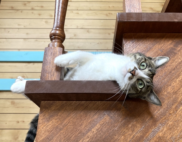 猫専用ペットホテルはどう選ぶ？メリットや選び方のポイント、料金相場などを解説