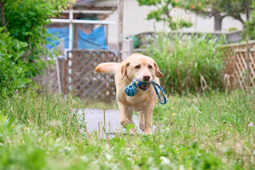 大型犬のしつけ教室の選び方