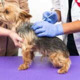 動物病院に行かない方がいいといわれる理由や連れて行くべきケースを解説