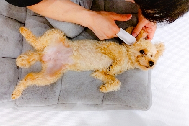 なぜ犬の皮膚は黒くなるのか