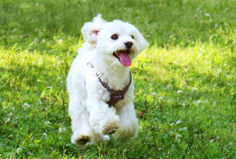 犬の心臓病の与えたい栄養素や食材
