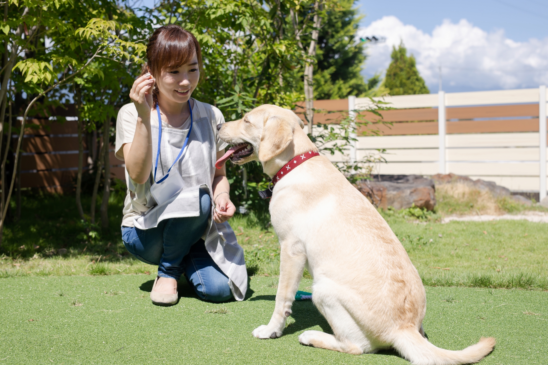 犬の世話をする女性