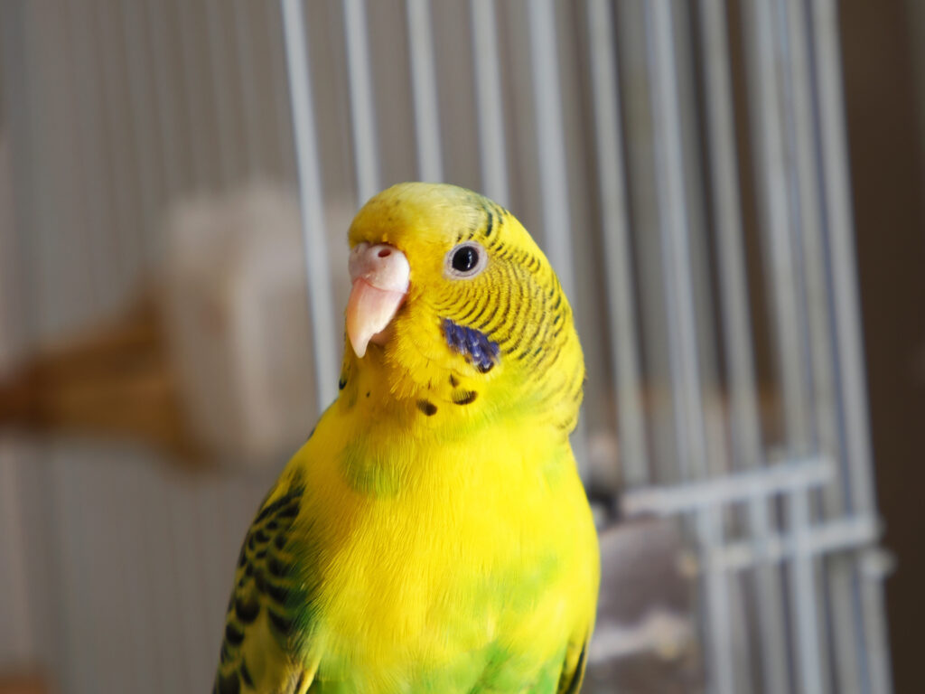 インコが宿泊できるペットホテルの選び方
